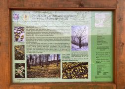 Winterlinge Die Gelbe Pracht In Jena 000013